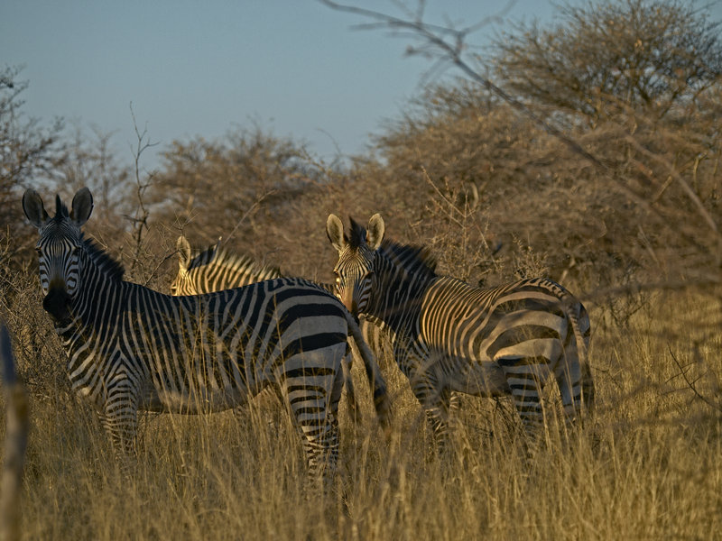 Zebra, Okonjima
